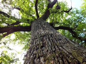chêne des Hindrés arbre remarquable