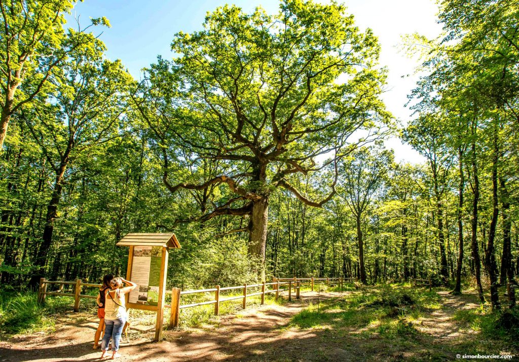 File:Forêt domaniale de Desvres Chêne historique dit Chêne à 8 bras.jpg -  Wikimedia Commons
