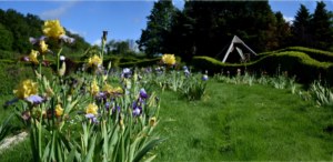 iris jardins de Brocéliande