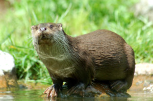 Loutre d'Europe. crédits : BY SA dbhack88 - Wikipedia