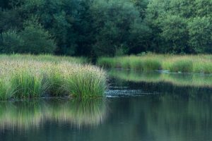 Etang de Paimpont