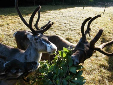 The reindeers of the nordic farm