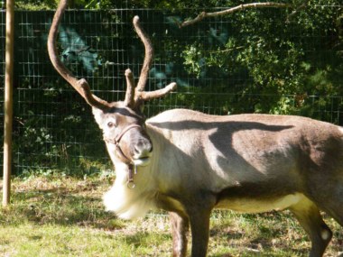 A reindeer of the Nordic Farm, Paimpont