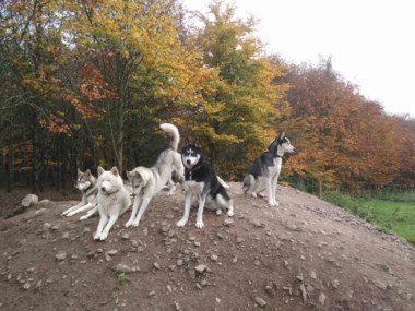 The huskies of the Nordic Farm, Paimpont