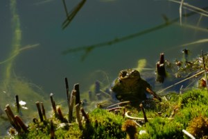 eau, faune, grenouille
