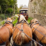 balade calèche, chevaux, brocéliande