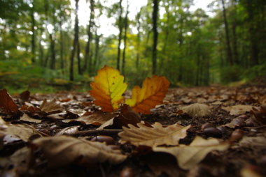 automne, brocéliande forêt