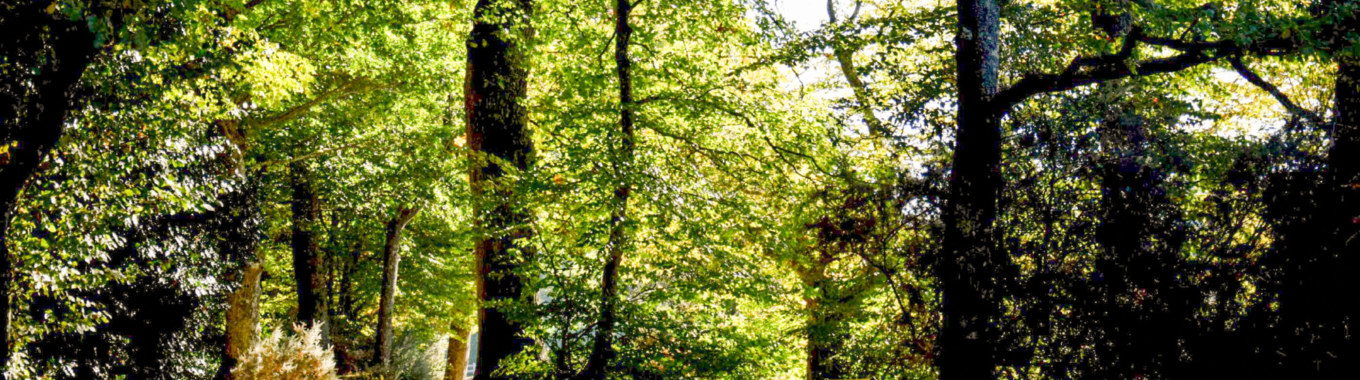 forêt Paimpont étang