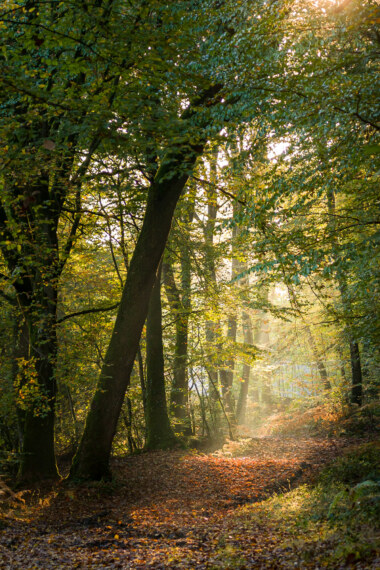 Forêt de Brocéliande