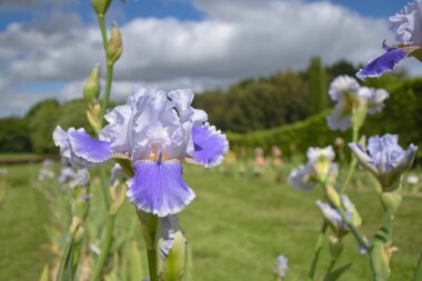 Les Jardins de Brocéliande - Iris
