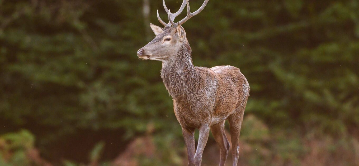 cerf à l'orée de la forêt