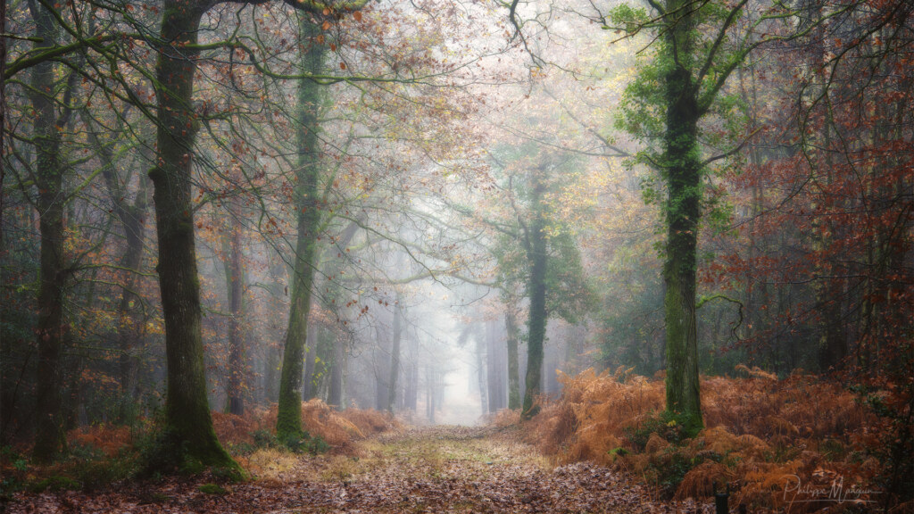 Brocéliande en hiver par Philippe Manguin