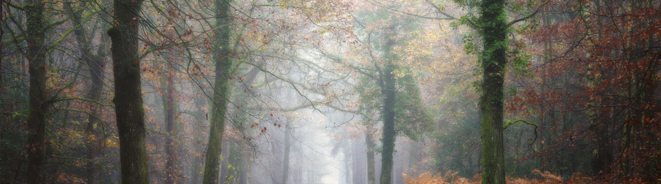 Brocéliande en hiver par Philippe Manguin