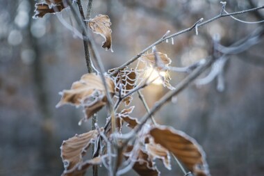 Feuille en hiver par Ingo Jakubke de Pixabay